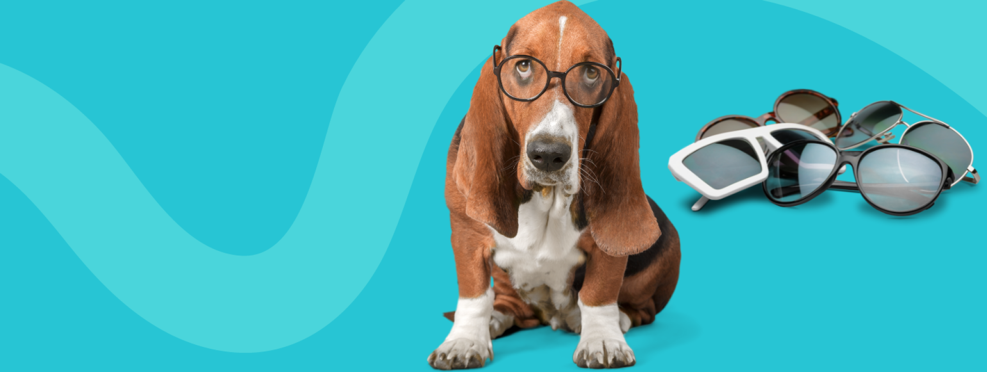 Basset hound wearing eye glasses